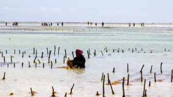 Tanzania Seaweed Farm