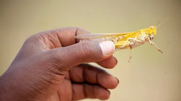 Hand holding a desert locust